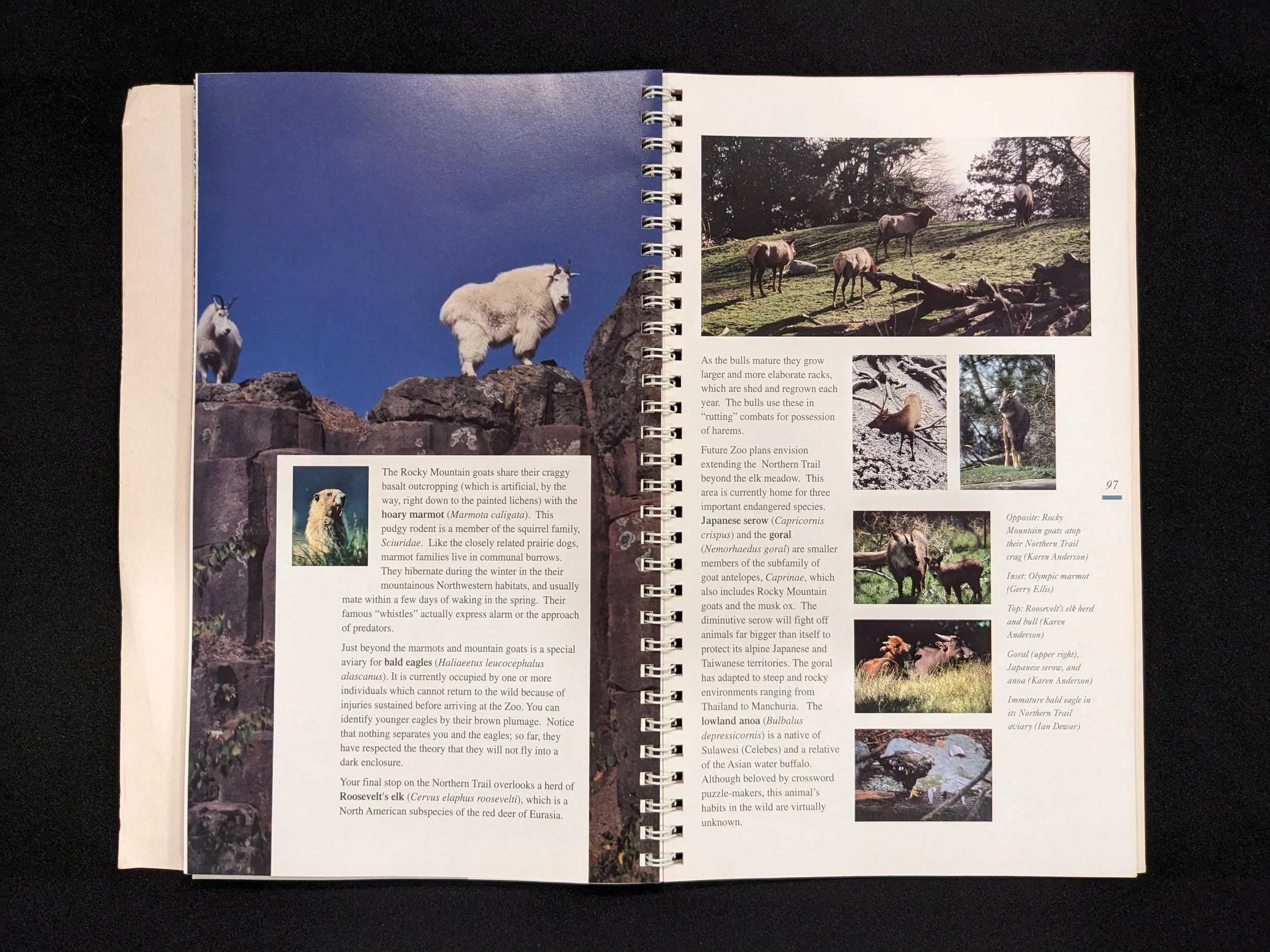woodlandparkzoo-guide-1995-10.jpeg