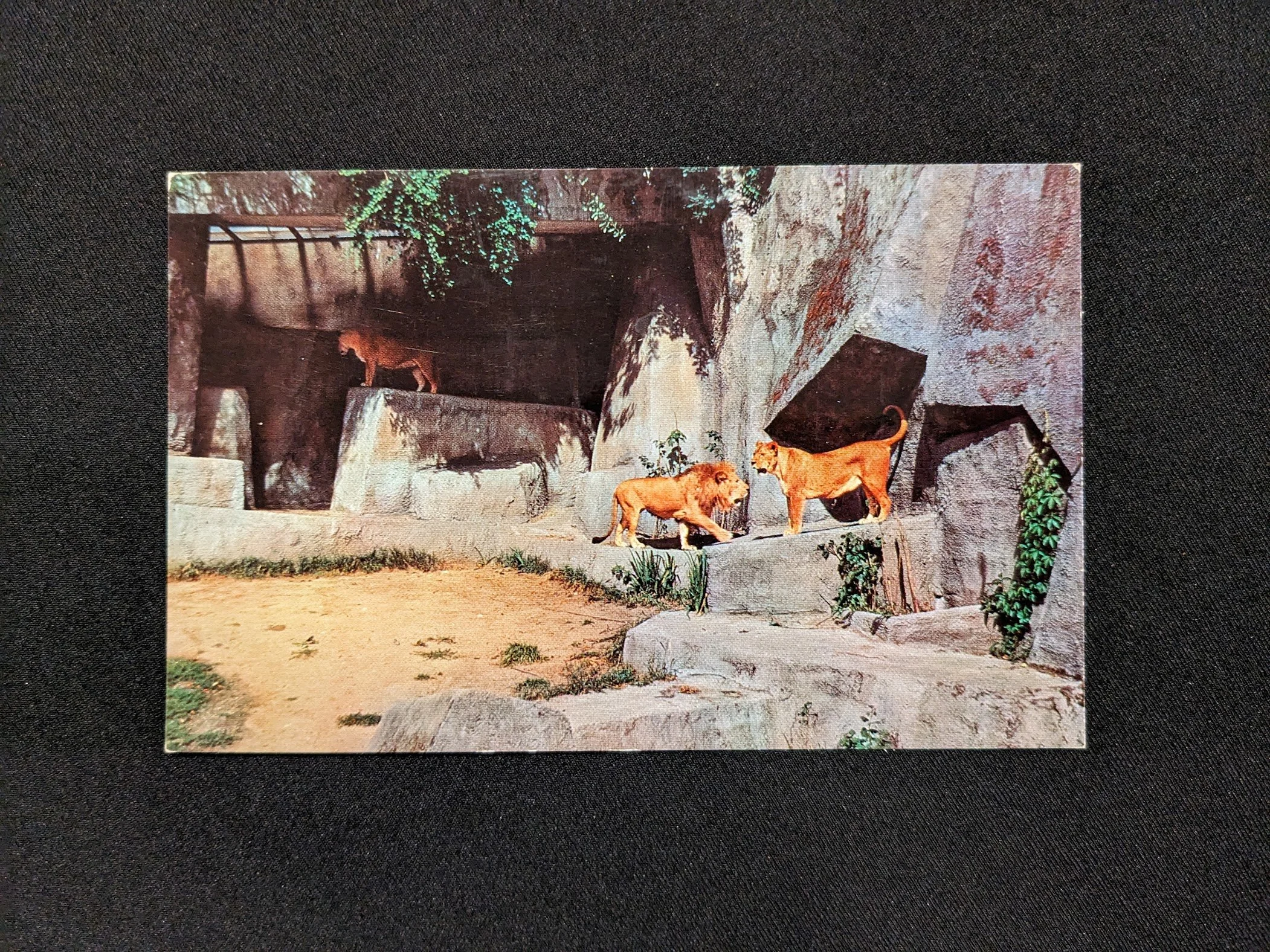 woodlandparkzoo-postcard-1.jpg